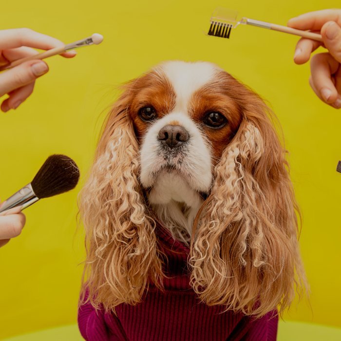 Un perro de pelo largo rodeado de manos con cepillos y pinceles